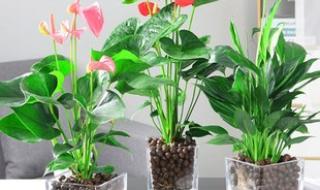 什么植物吸甲醛效果最好 什么植物吸甲醛